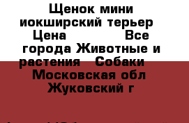 Щенок мини иокширский терьер › Цена ­ 10 000 - Все города Животные и растения » Собаки   . Московская обл.,Жуковский г.